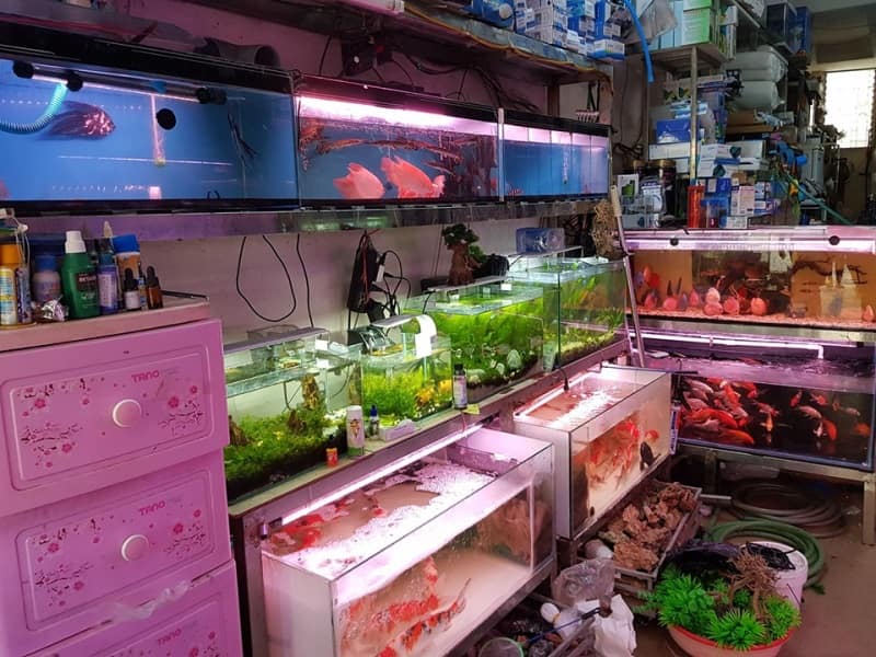 cửa hàng cá cảnh Hà Nội 1