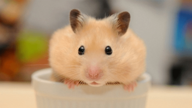 ban-chuot-hamster-4