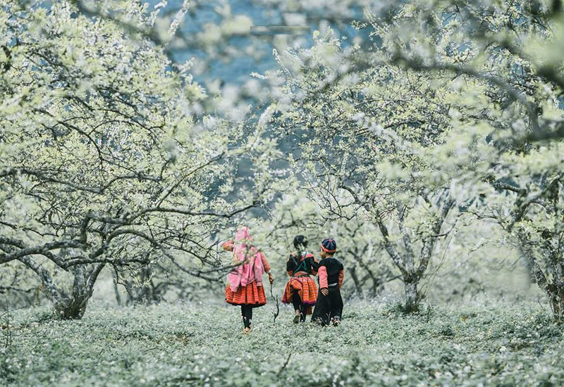 Hình ảnh Mộc Châu đẹp mùa hoa mận