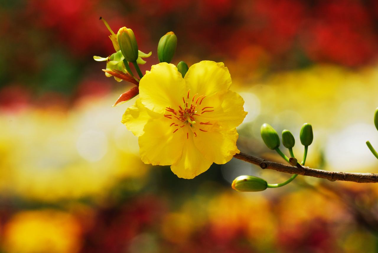 Hình ảnh hoa mai vàng ngày tết