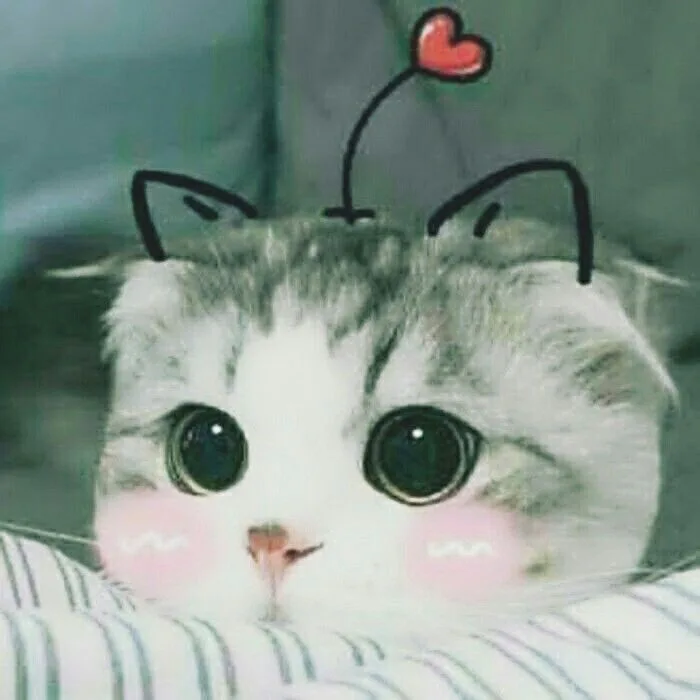Tổng hợp 50 ảnh avatar cute mèo đẹp dành cho bạn trẻ yêu mèo