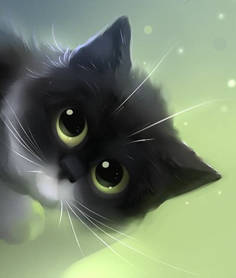Hình ảnh mèo đẹp nhất làm hình nền avatar  METAvn