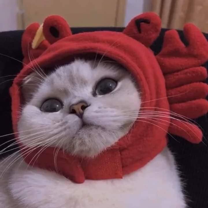 50 Hình ảnh avatar cute mèo đẹpdễ thương  cực ngầu