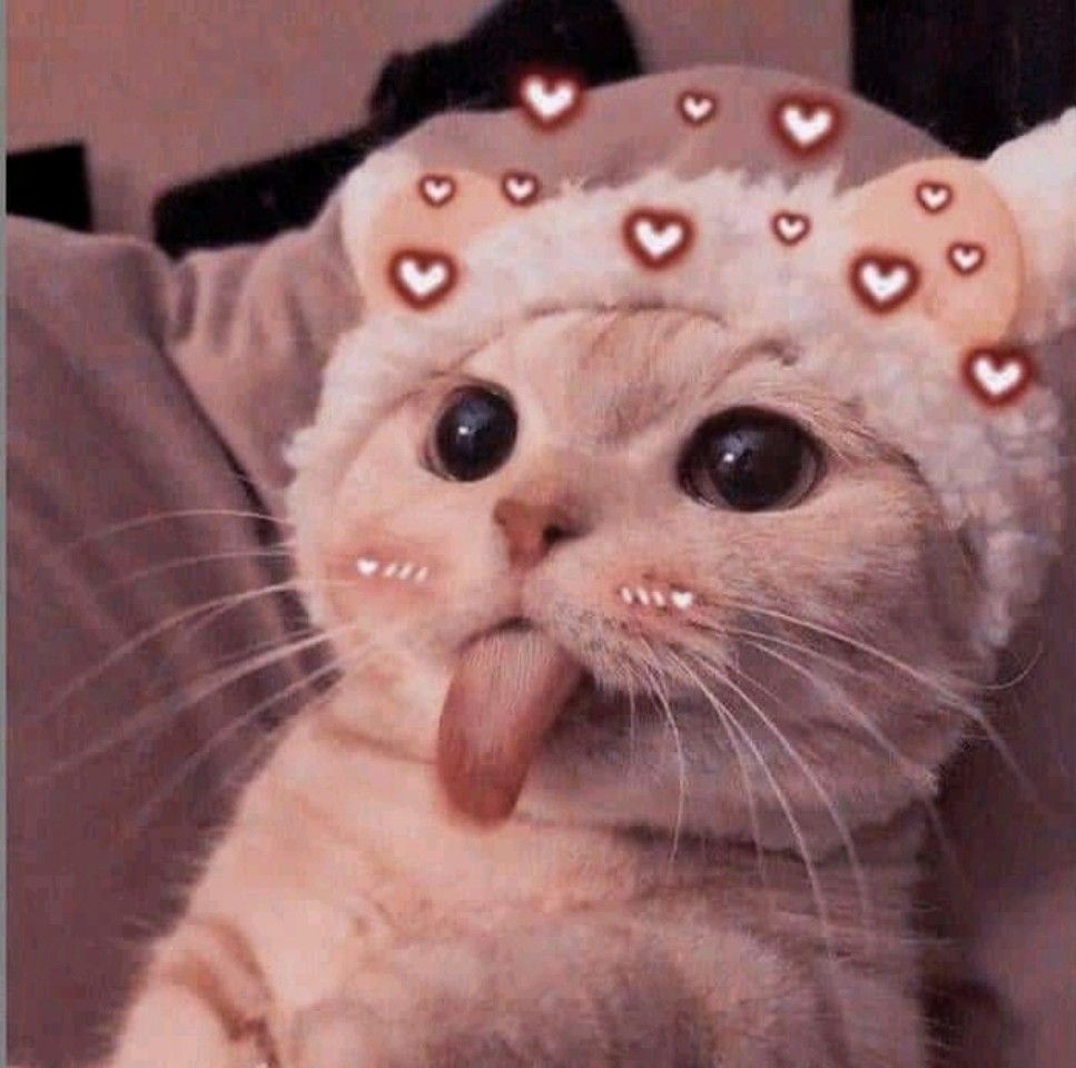 Tải Ngay 99+ Hình Avatar Mèo Cute Đẹp Dành Cho Những Người Yêu Mèo ...
