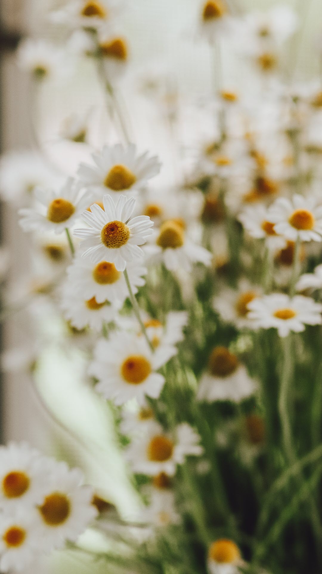 Đặc điểm cách trồng và ý nghĩa đặc biệt của hoa cúc họa mi