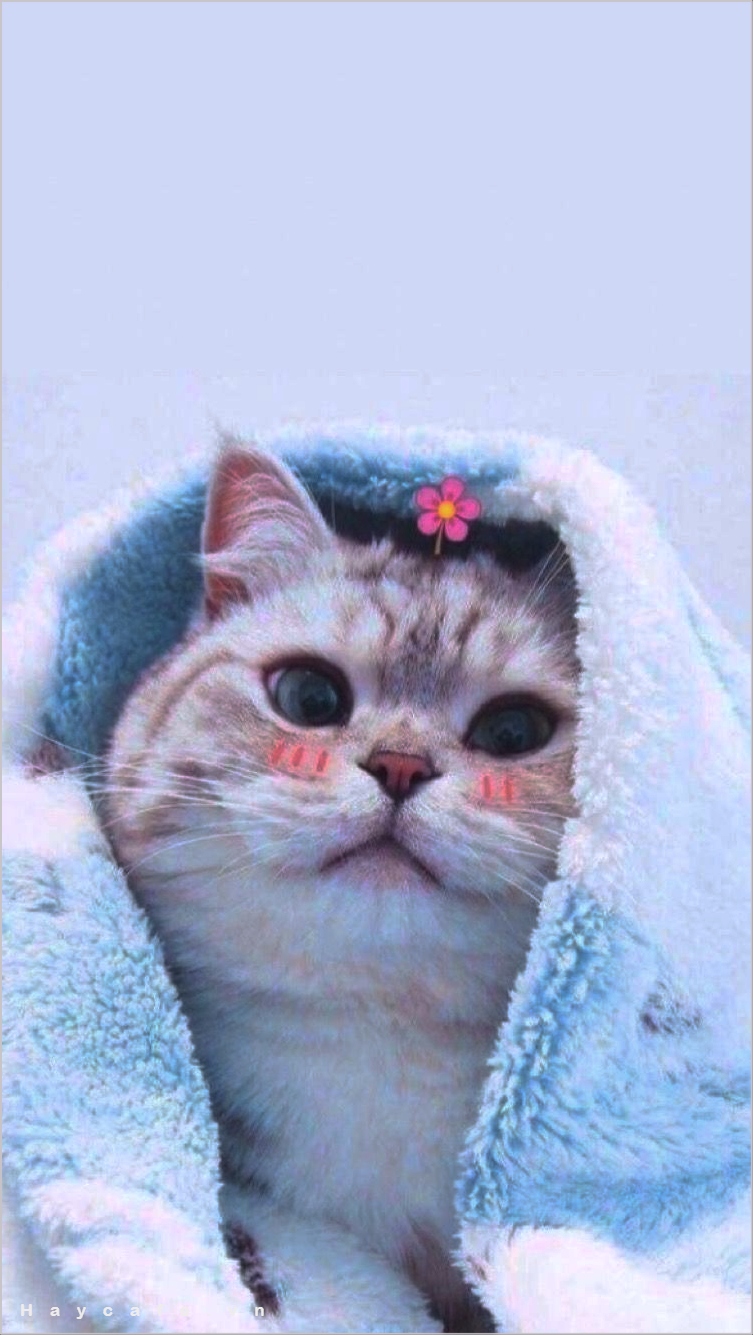 Hơn 1000 bức ảnh ảnh mèo làm hình nền điện thoại Cực cute đáng yêu