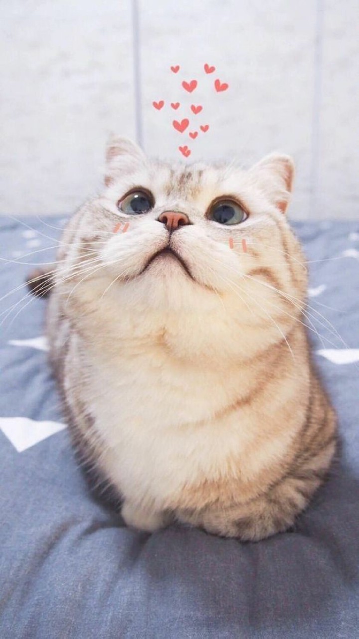 Tìm hiểu 101 cute mèo hình nền điện thoại siêu đỉnh  POPPY