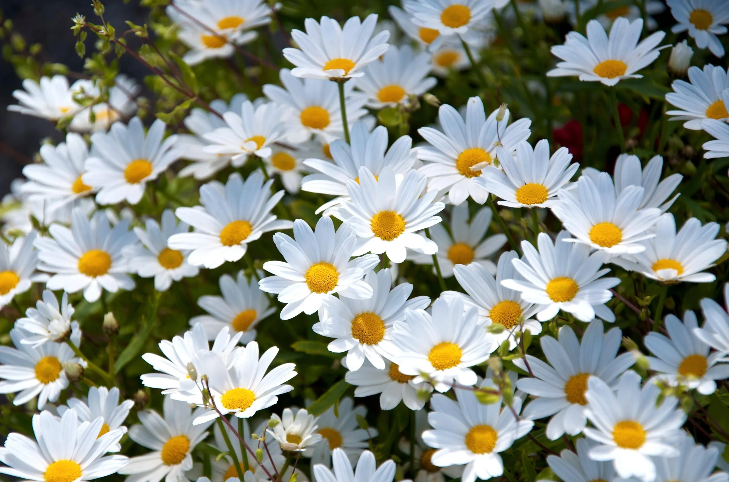 Ngắm nhìn 88 hình ảnh hoa cúc trắng trên nền đen siêu đẹp