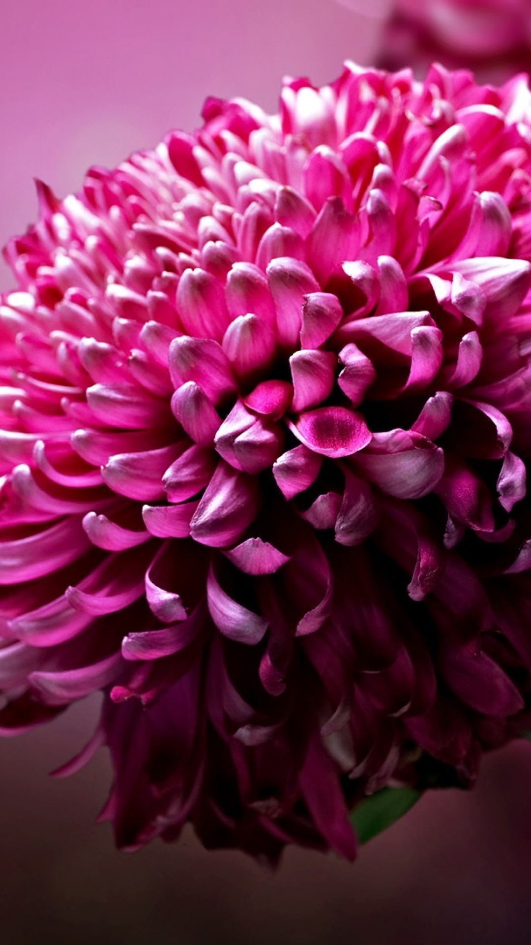 Tổng hợp nhiều hơn 100 hình nền hoa hướng dương cho iphone tuyệt vời nhất -  Tin học Đông Hòa