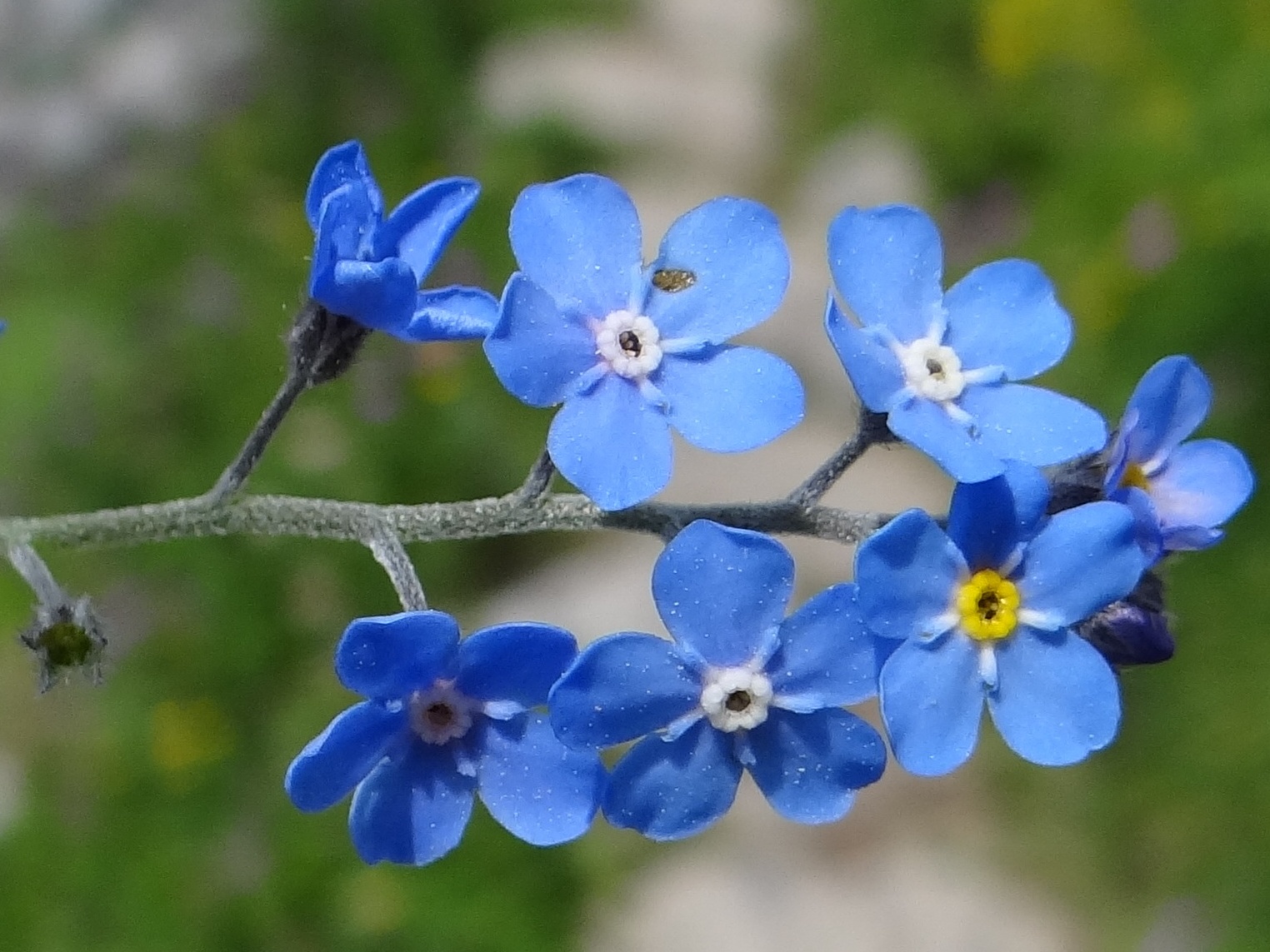 Hoa lưu ly  loài hoa xinh đẹp với lời nhắn gửi của sự thủy chung