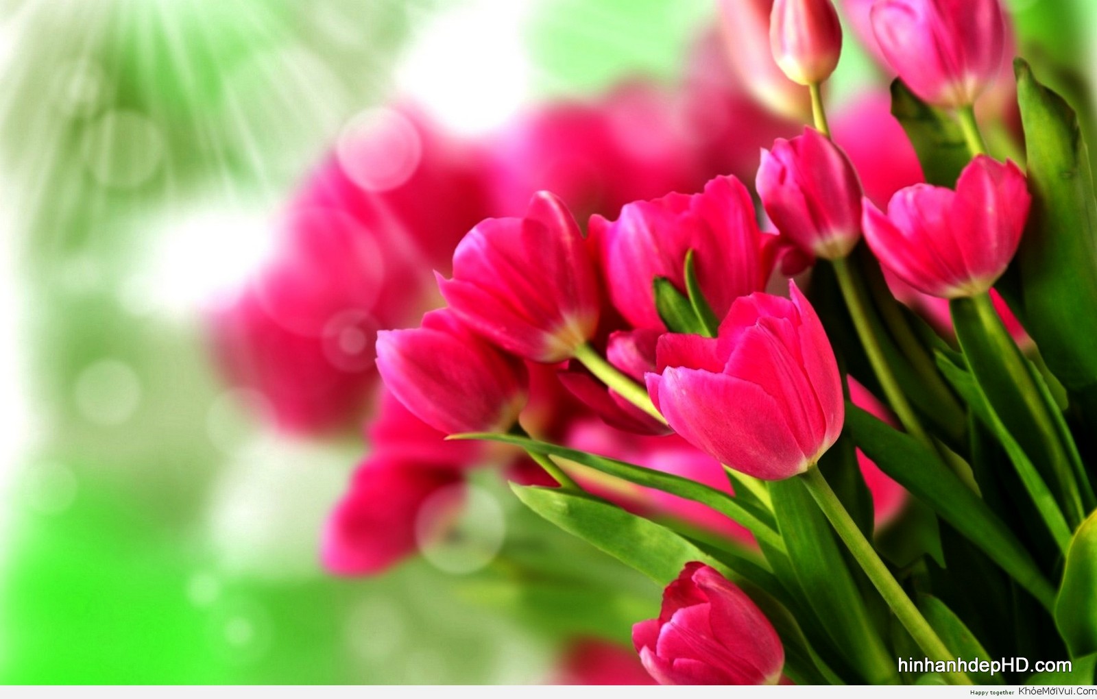 Tải Ngay Album Hình Nền Hoa Tulip phần lớn Màu Đẹp Chất Lượng Cao ...