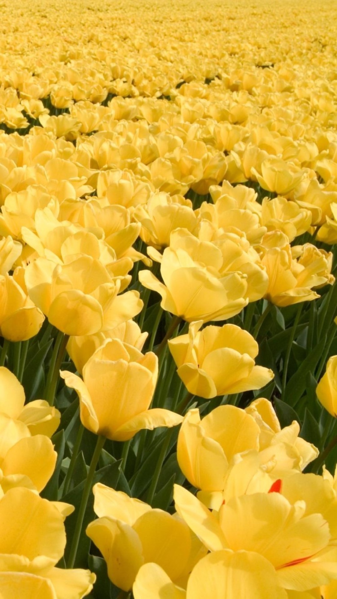 hình ảnh  màu vàng Hệ thực vật Hoa dại thực vật Cánh hoa Đóng lên  Chụp macro Daisy family Hoa hướng dương Bầu trời Mùa xuân Hình nền máy  tính 4905x3261  