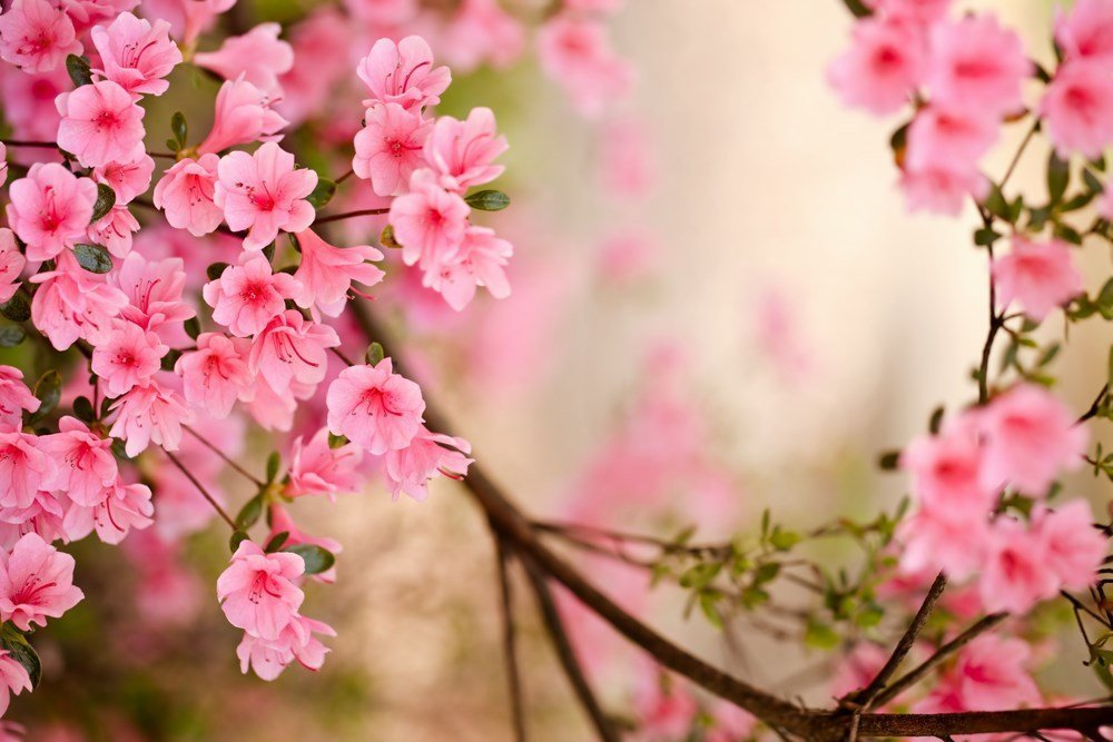 Những hình ảnh mùa xuân tươi đẹp tràn đầy sức sống sinh sôi
