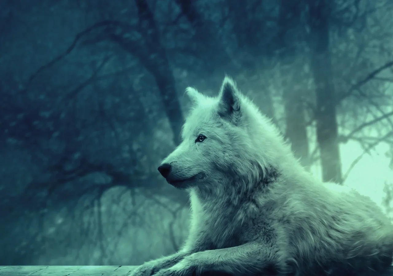 Mách bạn hơn 99 hình nền ảnh sói cô độc hay nhất  Tin Học Vui