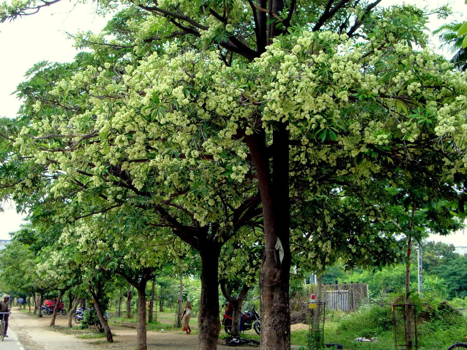 hoa sữa hà nội 10